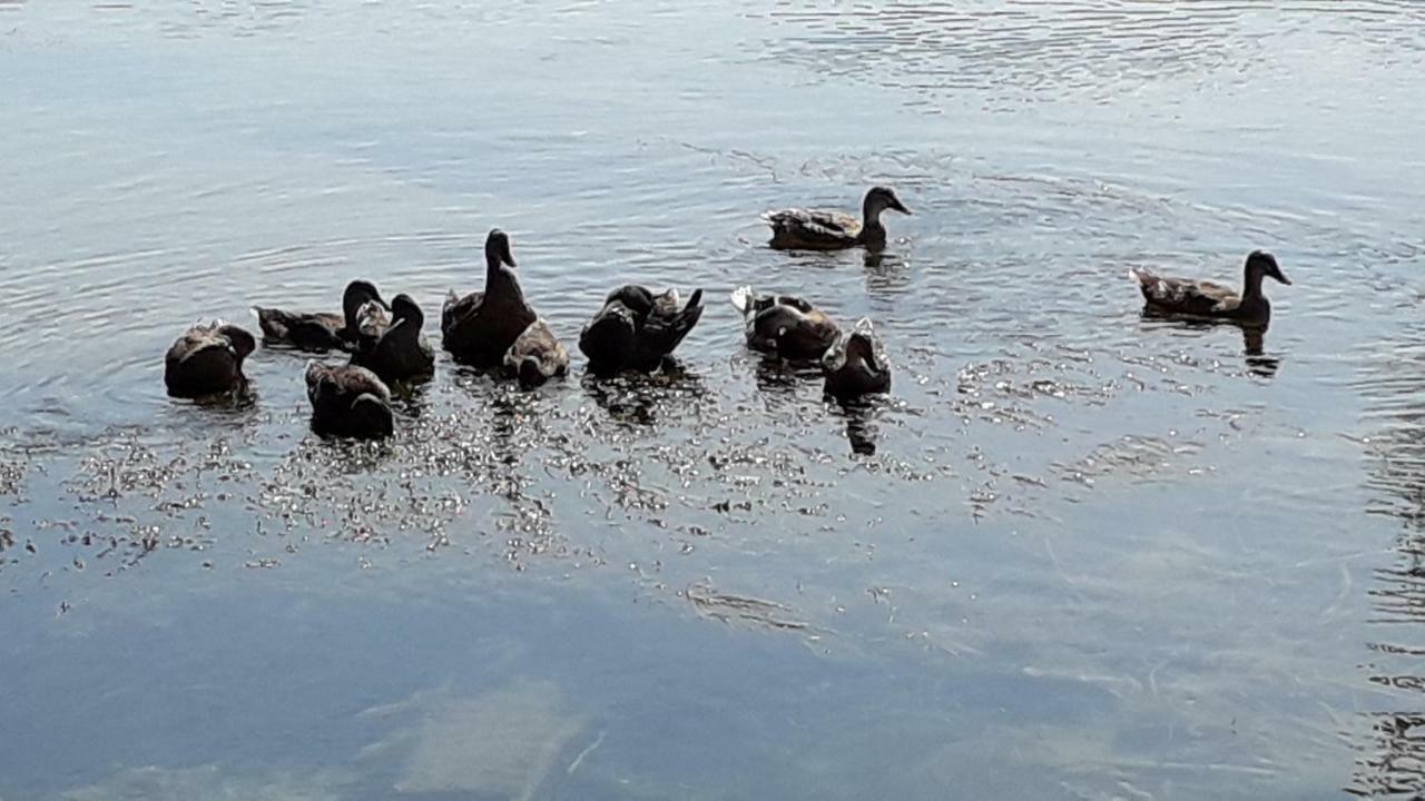 Appartamento Kamena Kuca Family Rodin Čapljina Esterno foto